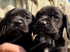 Superb Springador boys only Puppies