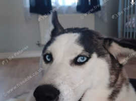 Husky