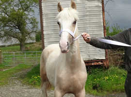 Welsh Section D palomino colt