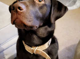 Chocolate Labrador 1 Year Old