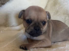 Gorgeous jug puppies
