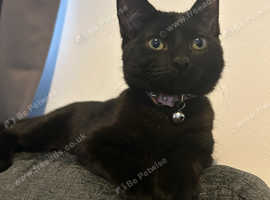 Black cat