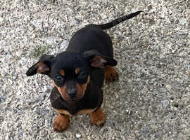 Sausage Dog X Miniature Jack Russell Pup For Sale in Chesterfield S41