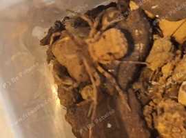 Sicarius Gracilis (Six Eyed Sand Spider)
