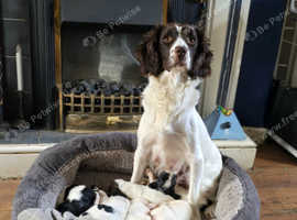 English Springer Spaniels