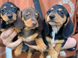 Miniature dachshund puppies