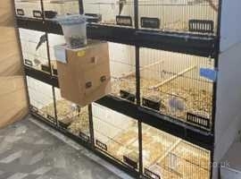 Double Lima breeding cages