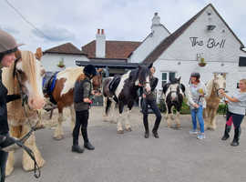 Fab horses available for part loan/share. Arborfield- Berkshire