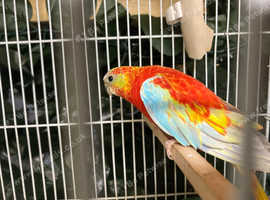 Bonded pr of Turks for sale