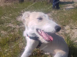 6 month old greyhound cross
