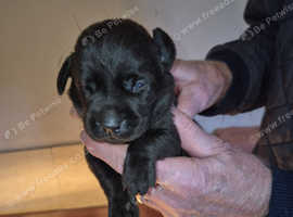 Kc reg 5 generation labradors