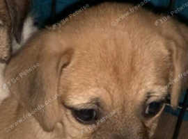 1 gorgeous female puppy
