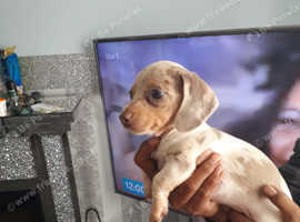 ONLY 1 BOY AND 1 GIRL LEFT. READY NOW. ISSABELLA DAPPLED DACHSHUND PUPPIES FOR SALE