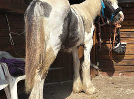 Maxi cob colt yearling Lionheart bred make 16h