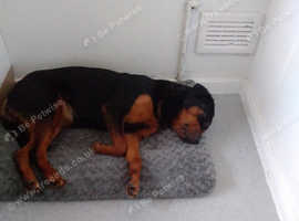 Female rottie