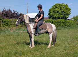 Highland cross cob gelding
