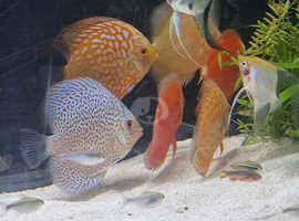 Discus and more fishes and fish tanks