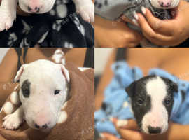 Bull Terrier puppies