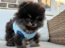 Ready Very cute and fluffy Pomeranian boy