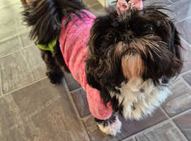 Can you give Belle a new home please