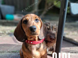 13-Week-Old Miniature Dachshund Puppies Ready for Their Forever Homes!