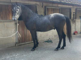Stunning young horse