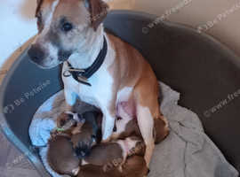 Plummer terrier puppies