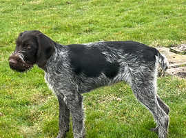 Gorgeous GWP Pup
