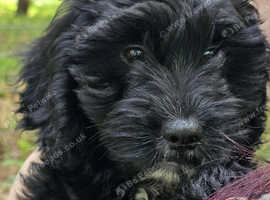 14 Week Old Male Black & White Cockapoo