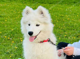 5 months old female puppy