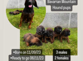 Bavarian mountain hounds