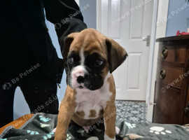 Boxer puppys