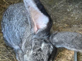 WE HAVE THE WORLDS BIGGEST BUNNIES