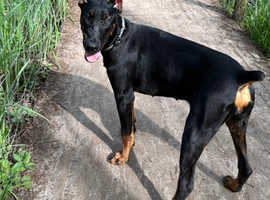 Doberman Female
