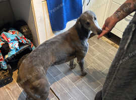 Female greyhound