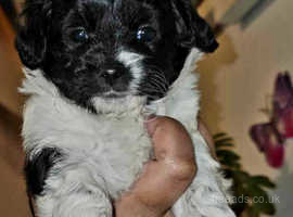 Retired havanese sales for sale