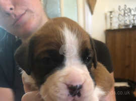 Top Quality Boxer Pups For Sale With Amazing Show Bloodlines