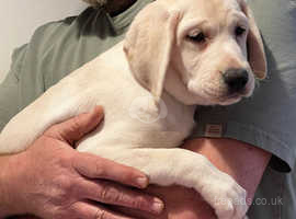 Polar white CHUNKY Labrador puppy from our therapy dog