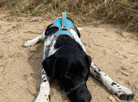 2 year old Pointer cross Labrador
