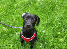 Lab Mix French Bulldog Puppy in Peterborough PE3 on Freeads Classifieds ...