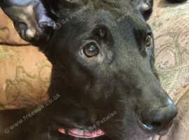 Xena