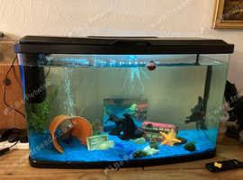 2 Adult Blackmoor Goldfish and Tank and Accssories