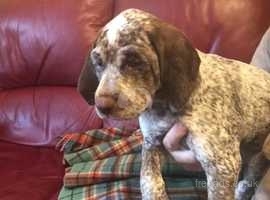 Re-available one pup - Braque Du Bourbonnais, rare breed, fantastic litter