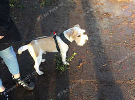 Sporting Lucas and Yorker poo for rehoming together.