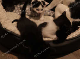 Kittens for sale
