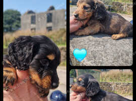 READY! KC REG PRA CLEAR LONG HAIR MINIATURE DACHSHUNDS