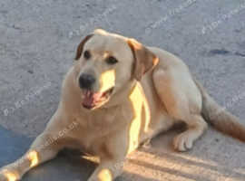 Labrador