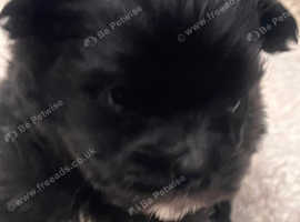 Coton De Tulear / Pomeranian  Puppies