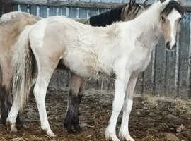 PT Al teke  colt stunning dun /white