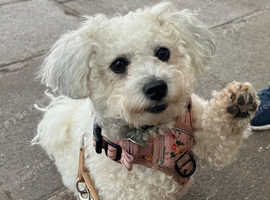 Molly Bichon Frise 2 Years Old Female